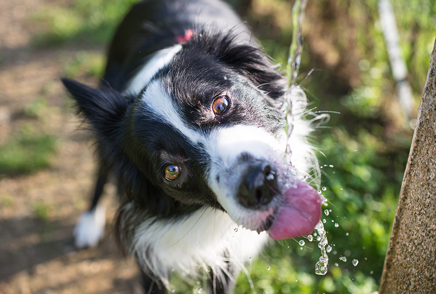 Hardlopen hond drinken