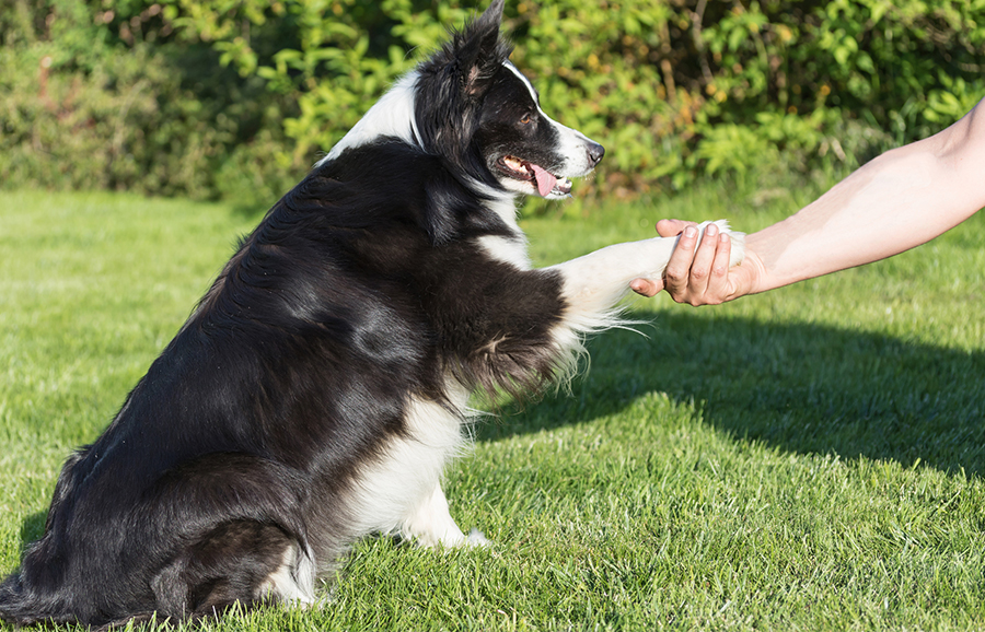 Hond hardlopen beginnen